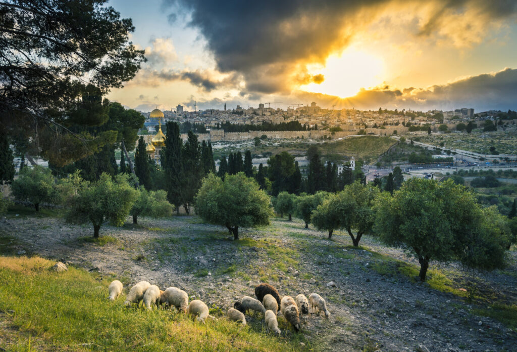 Monte de los Olivos · Jerusalén, Tierra Santa